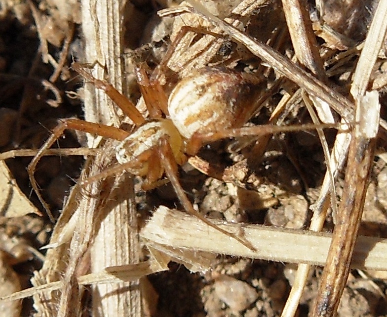 Oxyopes spp. - chiedo identificazione delle specie